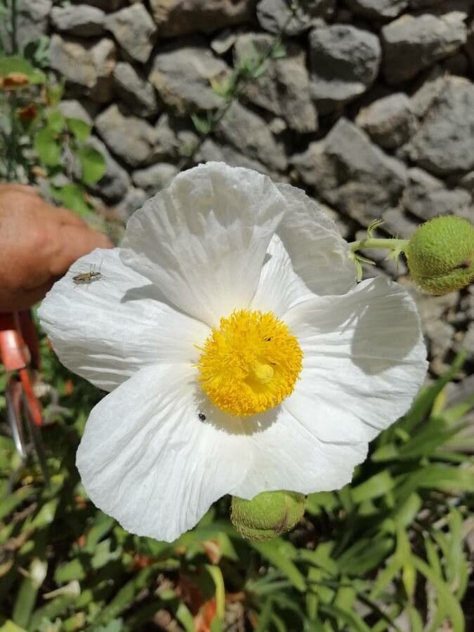 Romneya Coultera 6