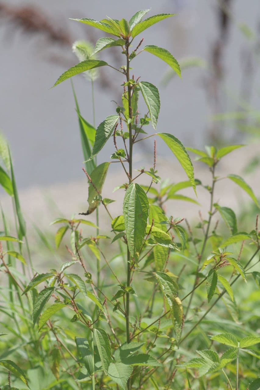 Acalypha australis 8