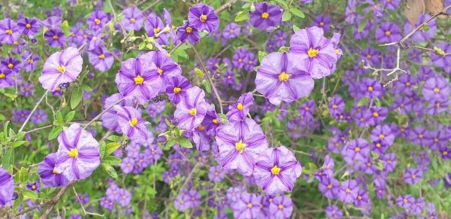 Lycianthes lycioides 2