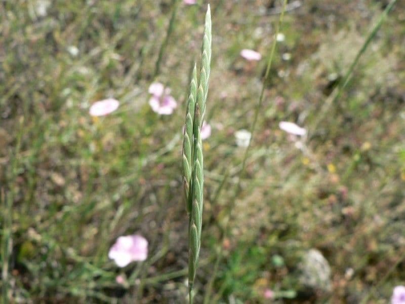Brachypode phénicoïde 9