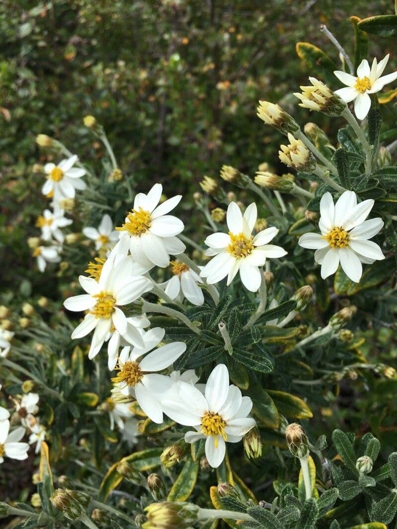 Chiliotrichum