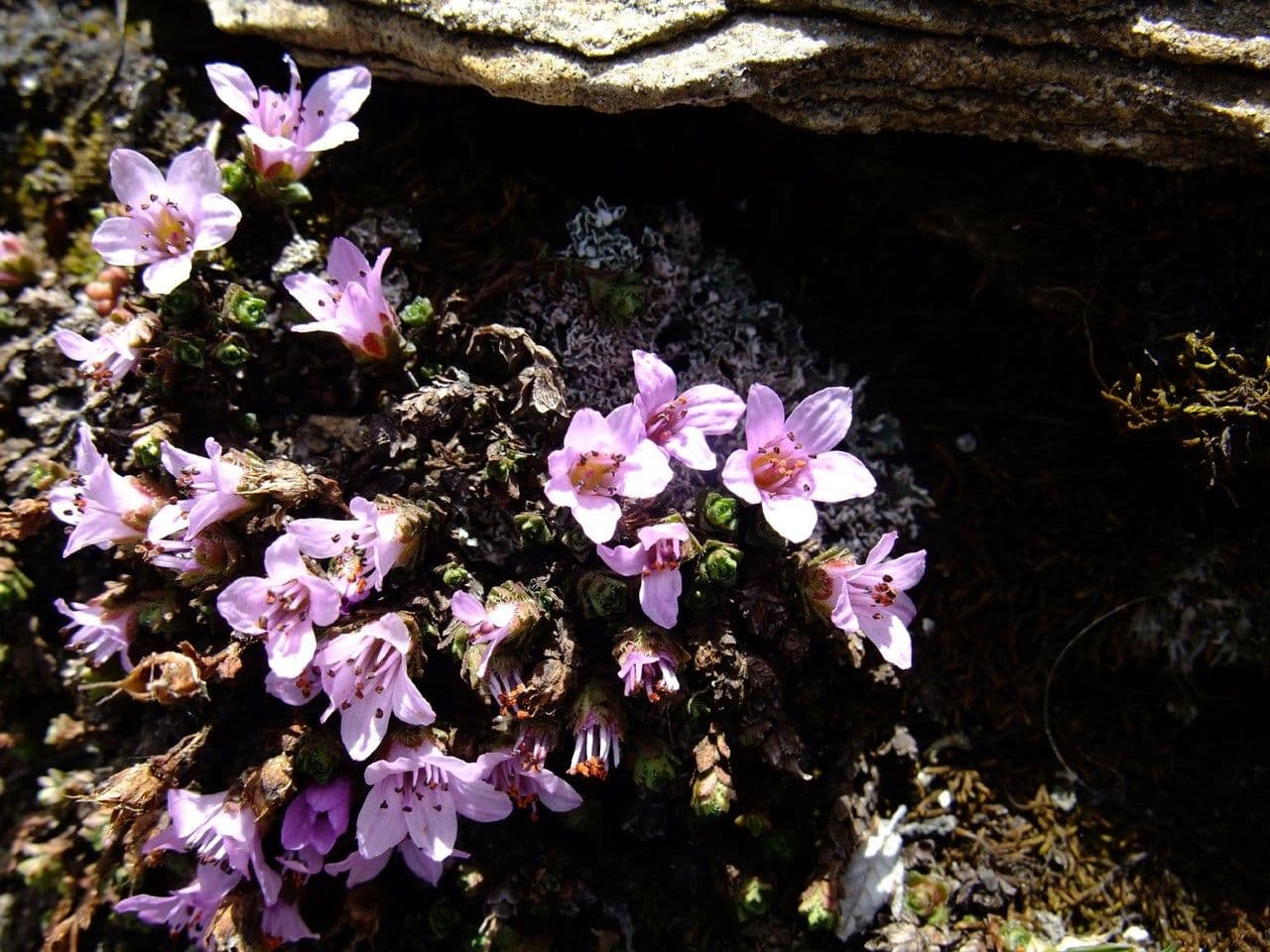Sassifraga retusa 11