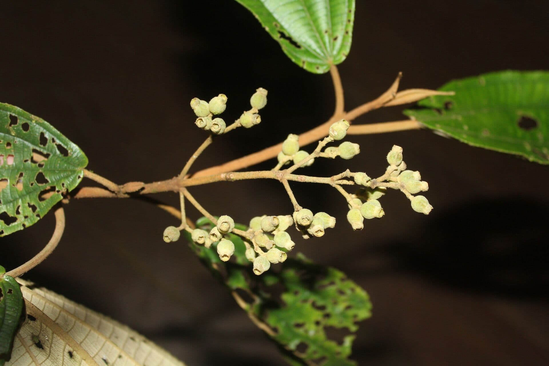 Miconia bubalina
