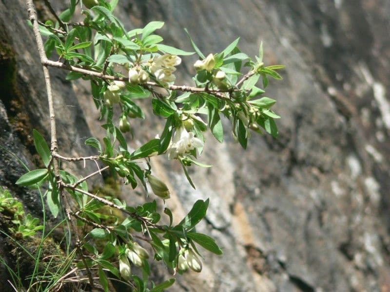 Caprifoglio pirenaico 30