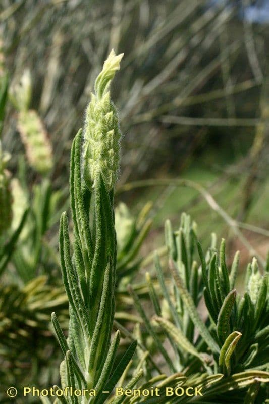 Lavanda verde 19