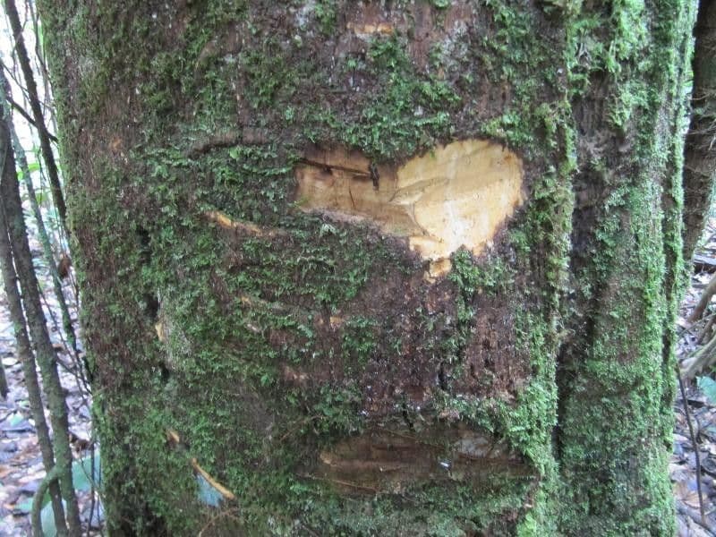 Pouteria 11
