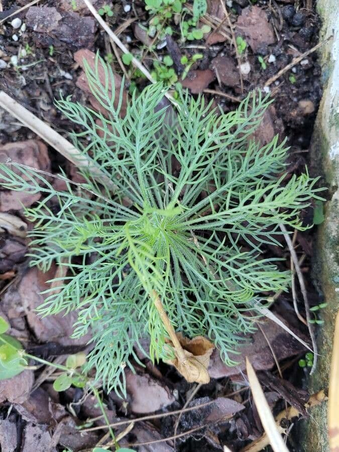Ipomopsis rossa 16
