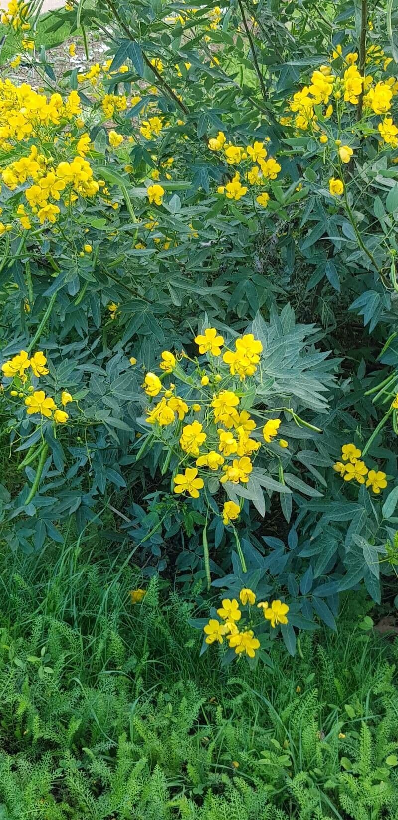 Senna 3