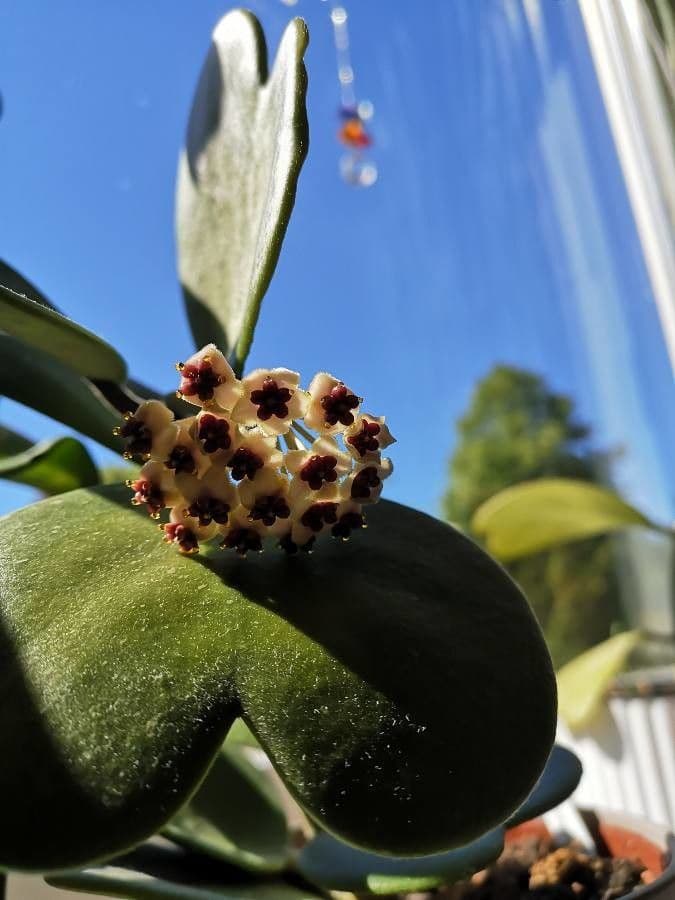Hoya 3