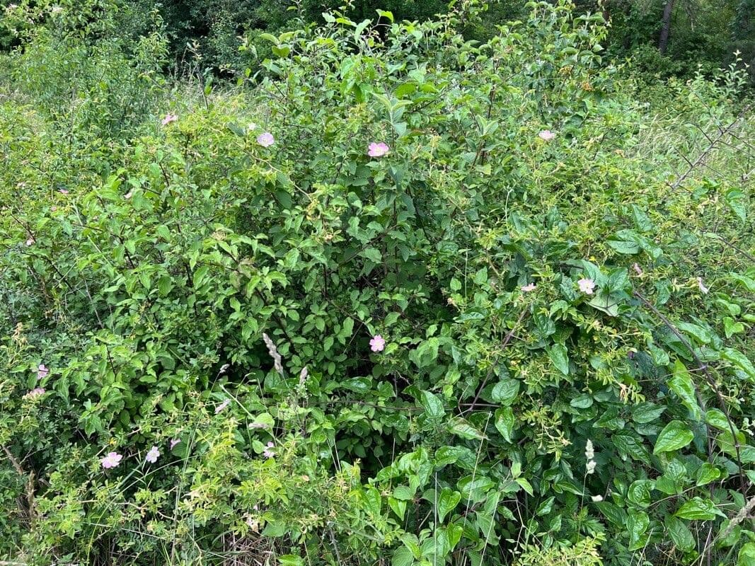 Wein-Rose 11
