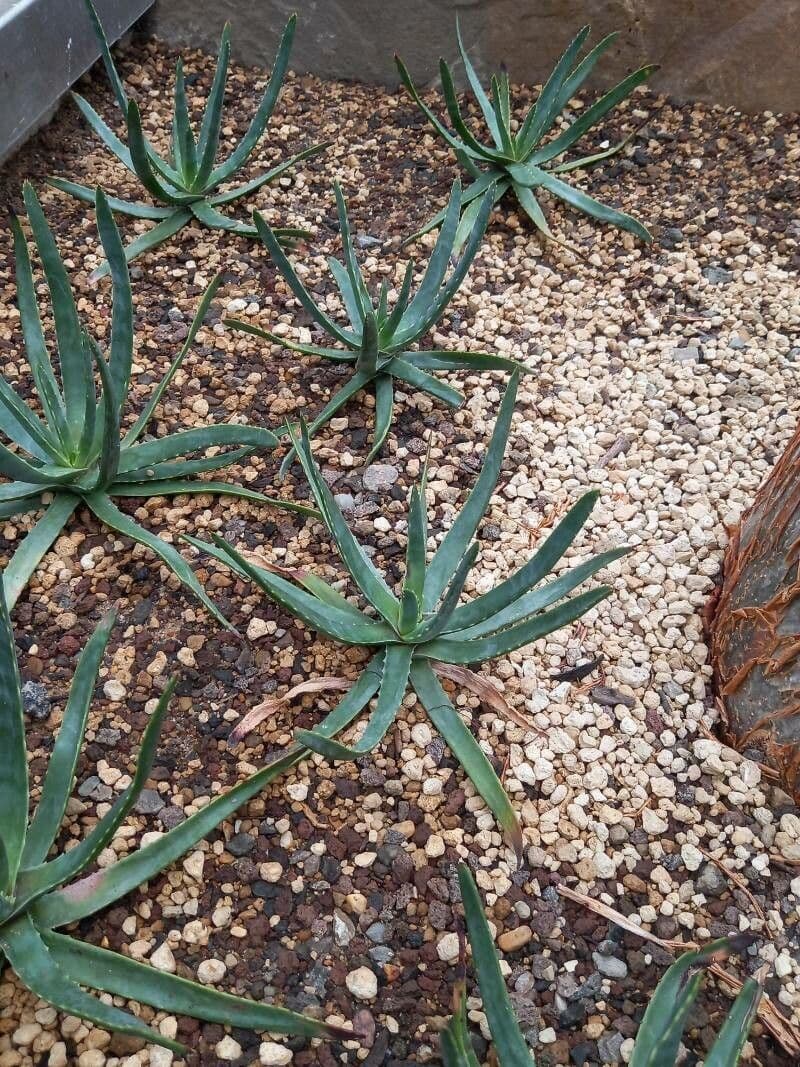 Aloe