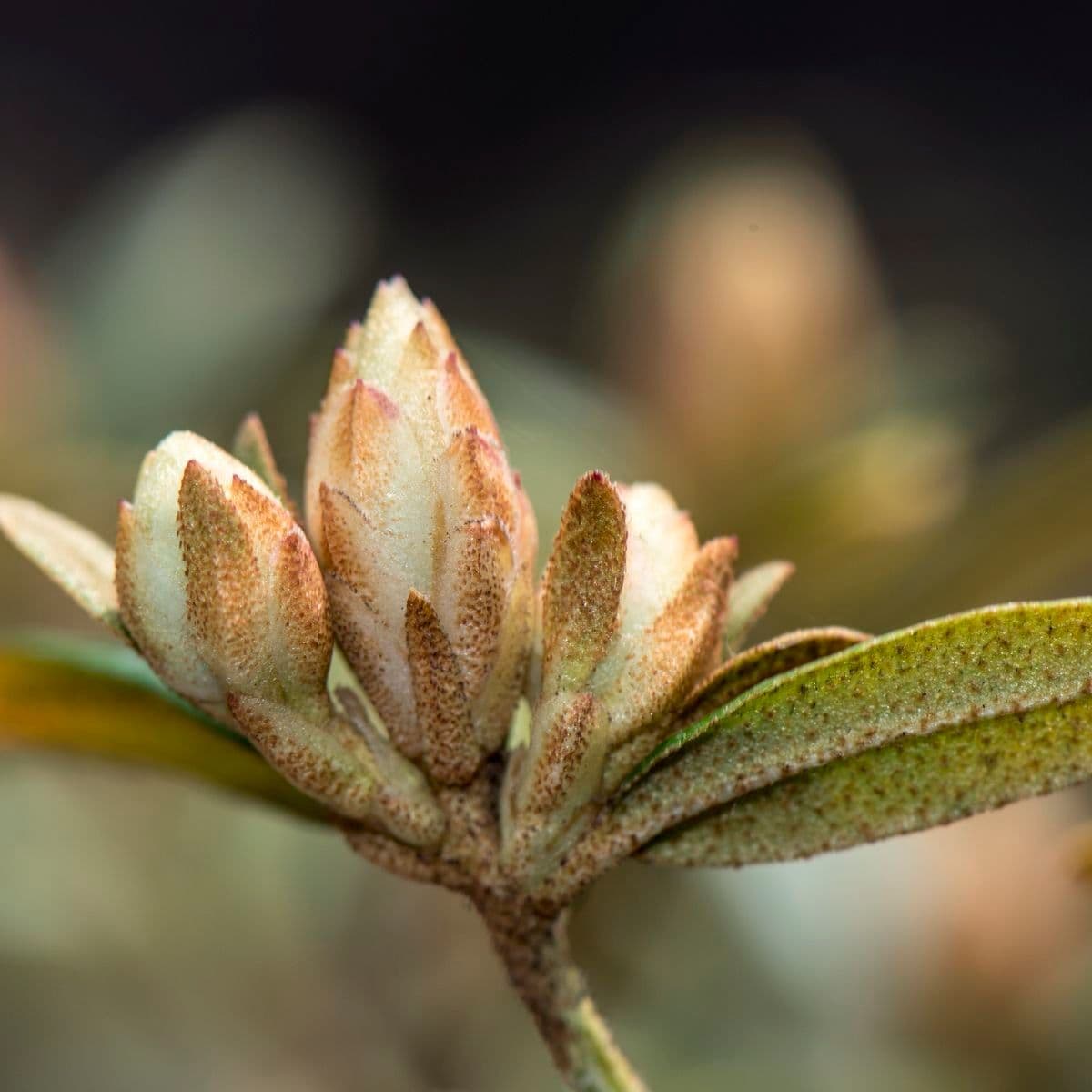 Rododendro 6