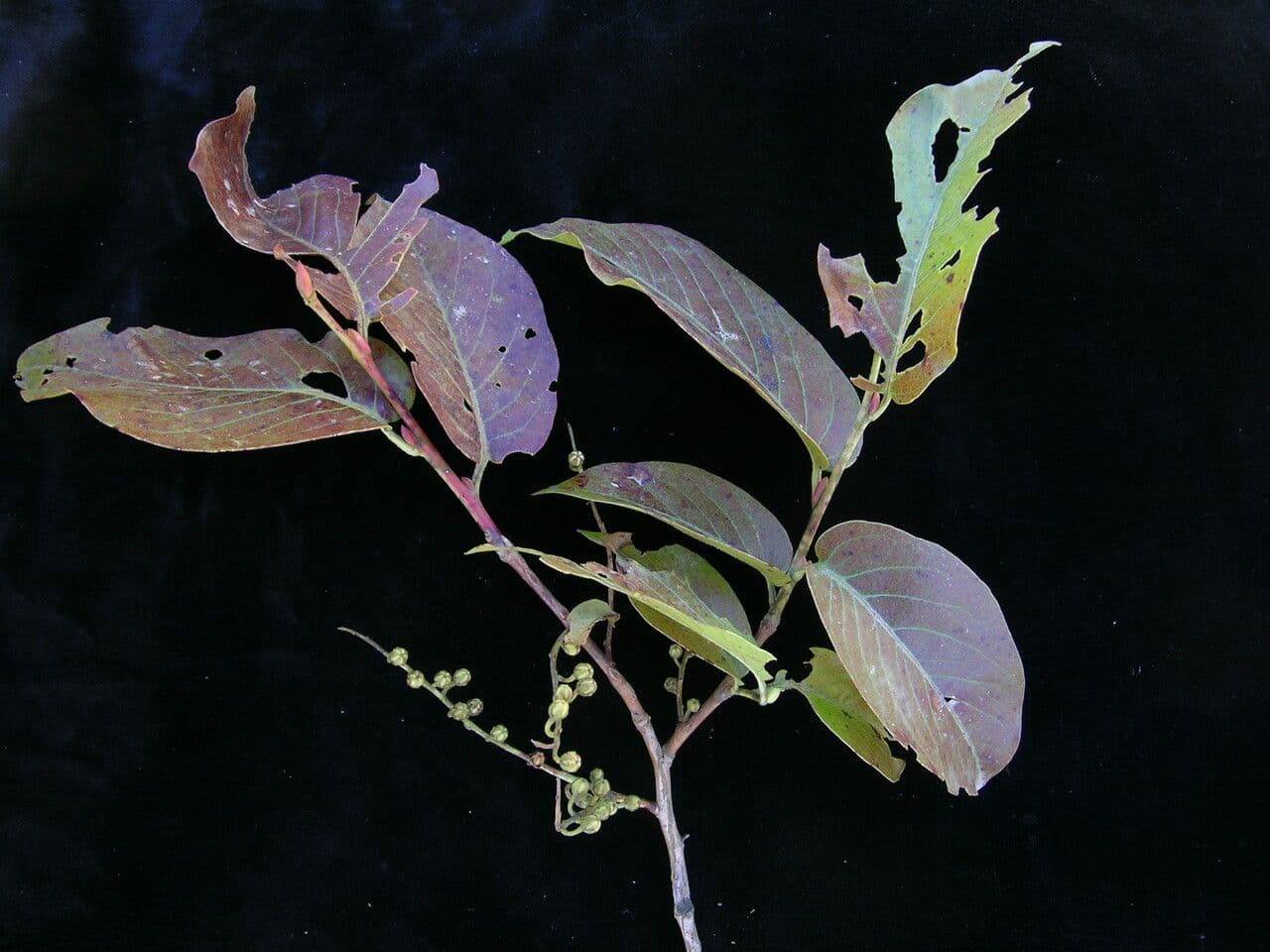 Lyonia 4