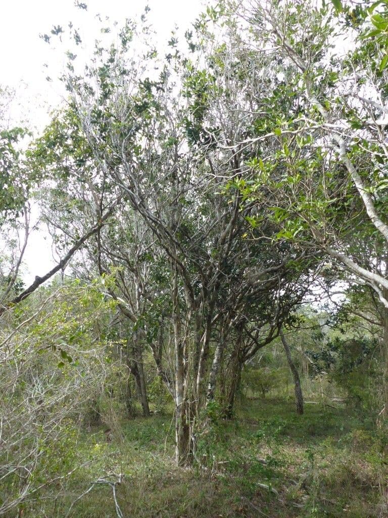 Cynometra ramiflora 6