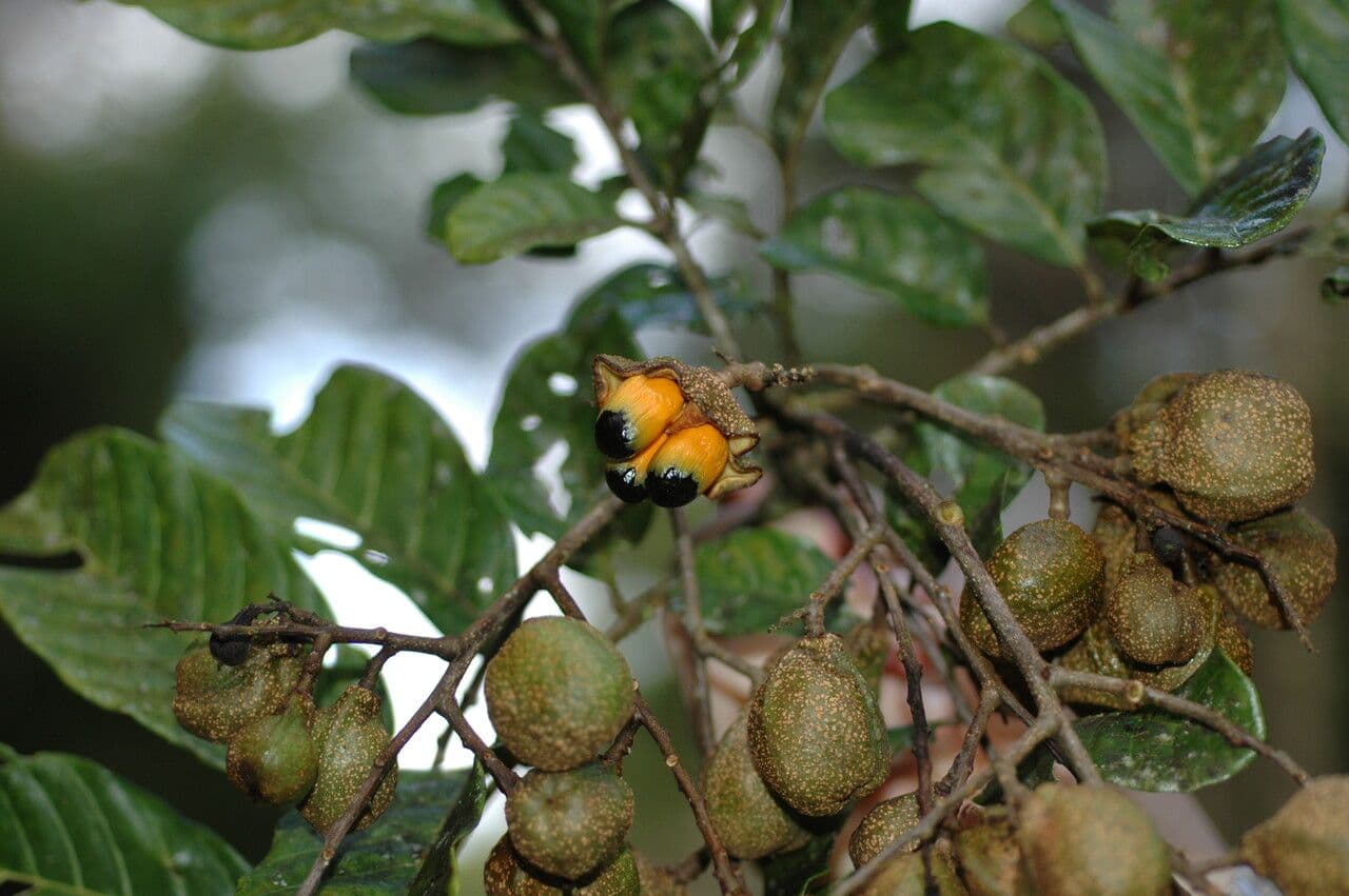 Cupania 5