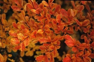 Photinia villosa 18