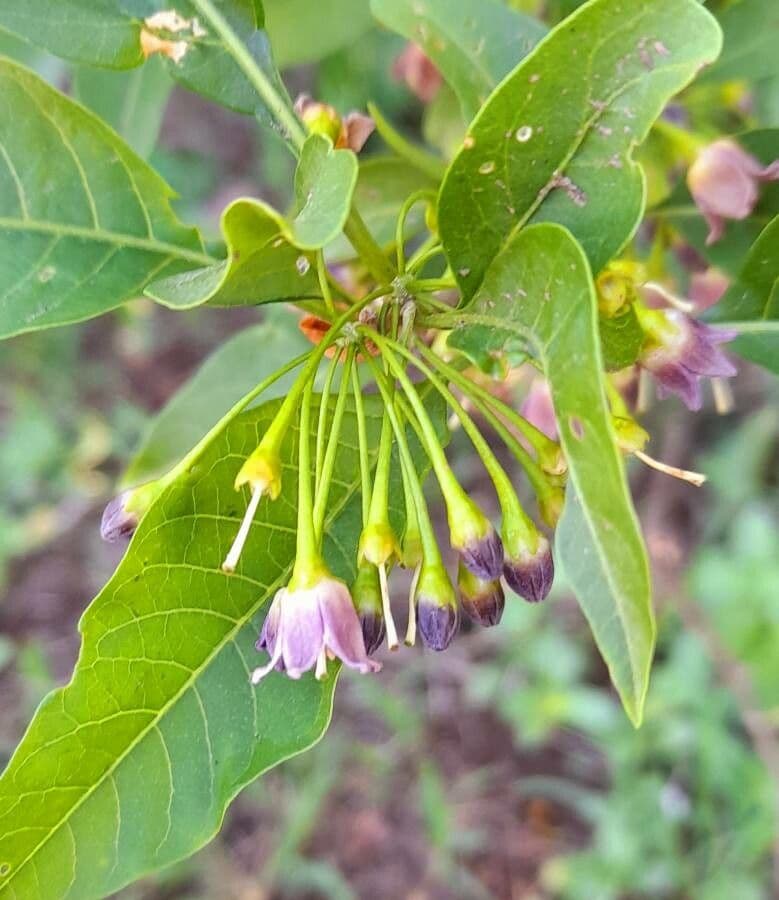 Vassobia breviflora 9