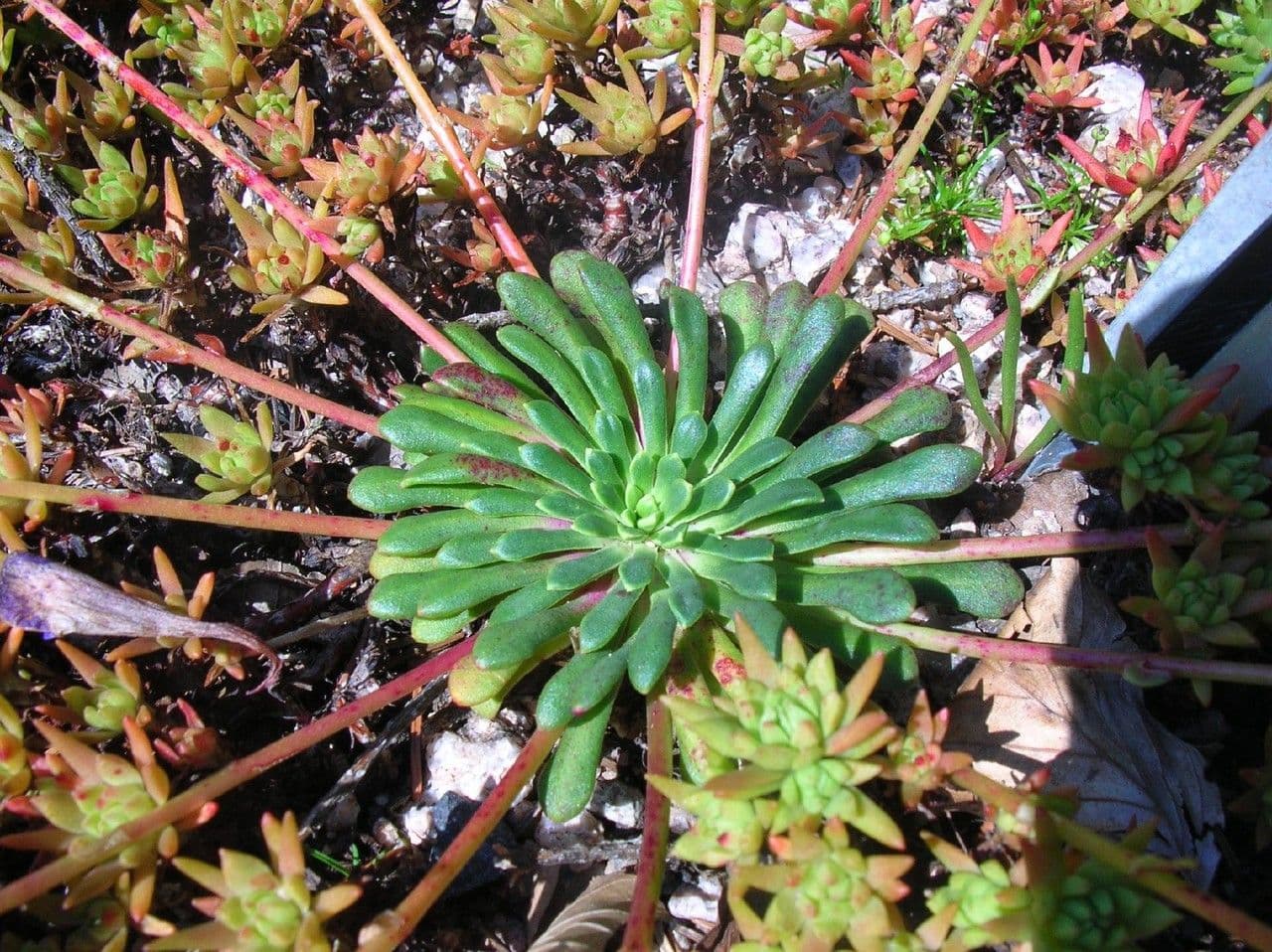 Lewisia