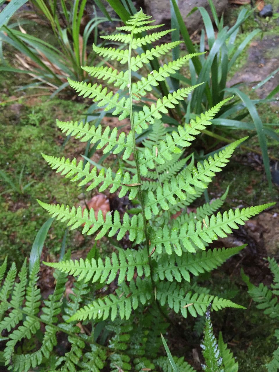 Deparia petersenii 7