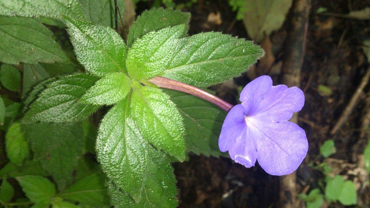 Achimenes 2
