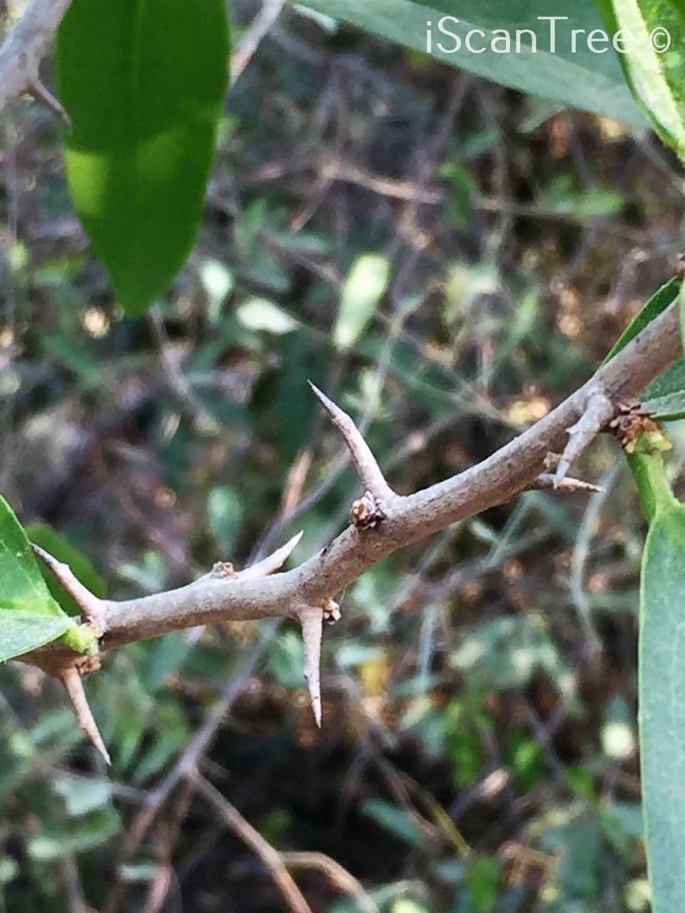 Ximenia caffra 14