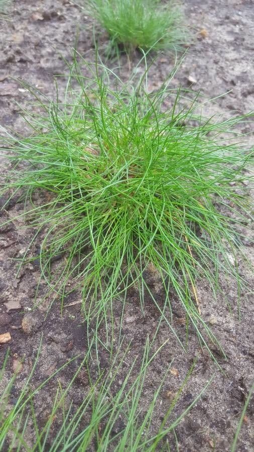 Festuca gautieri 17