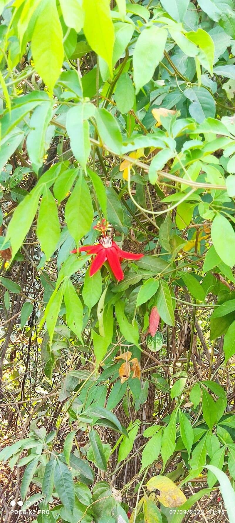Passiflore écarlate 14
