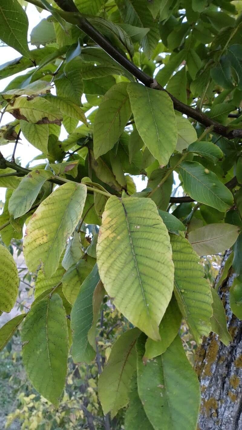 Annona purpurea 11