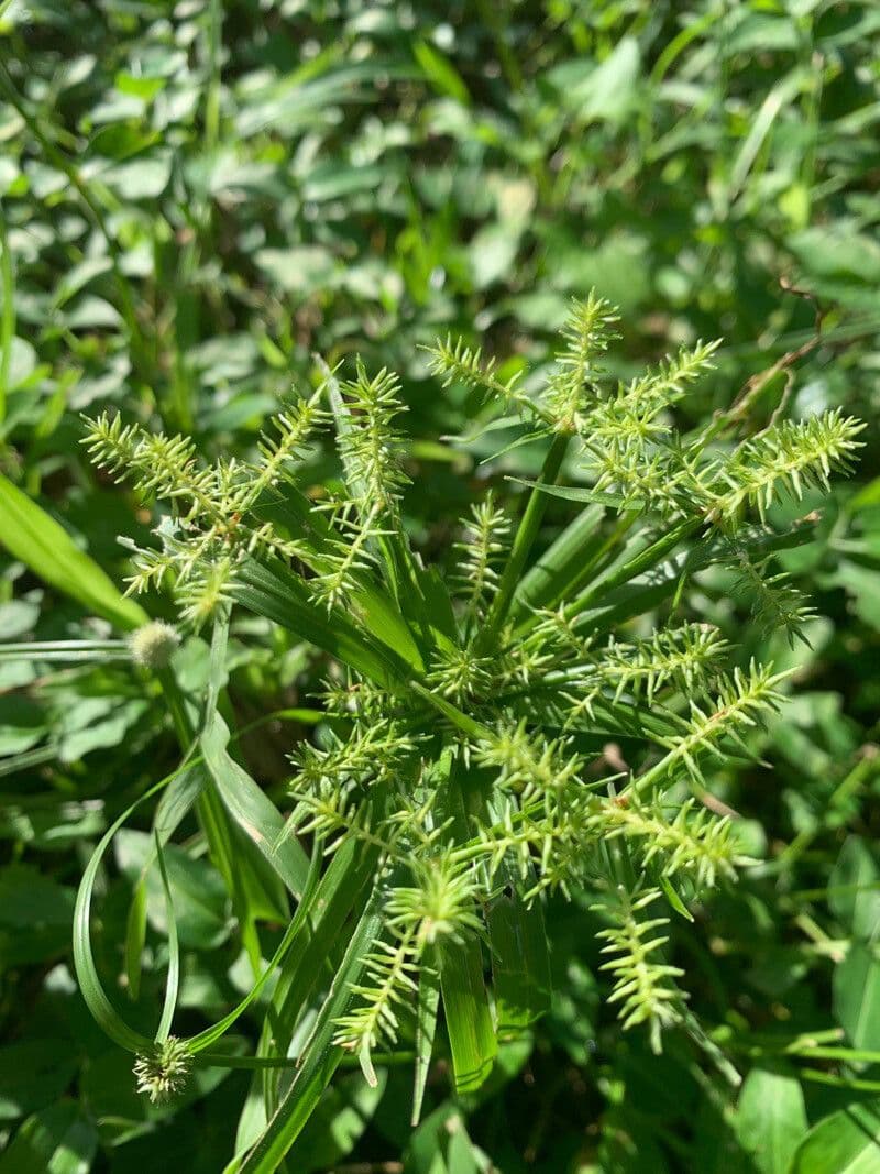 Cyperus meyenianus 4