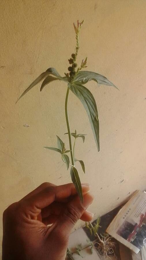 Spigelia 6