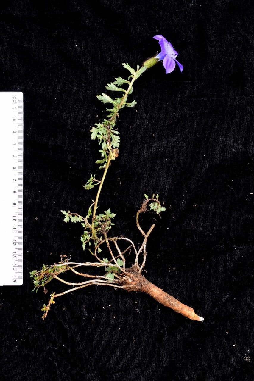 Cyananthus 12