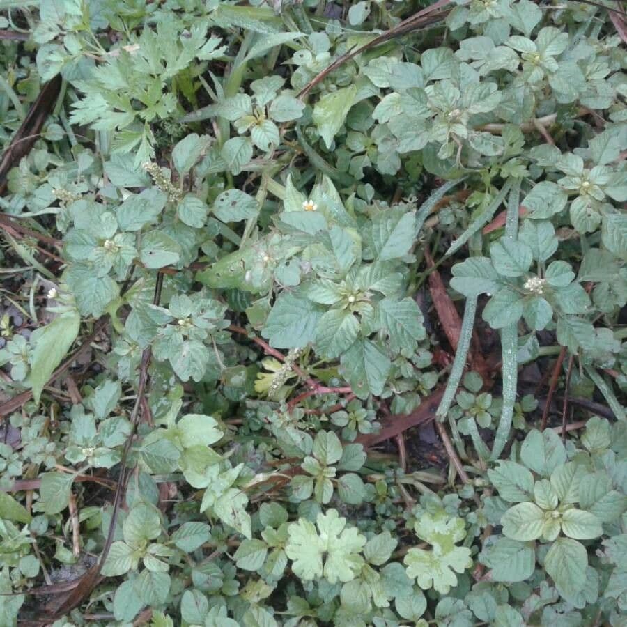 Amaranto tropicale 9