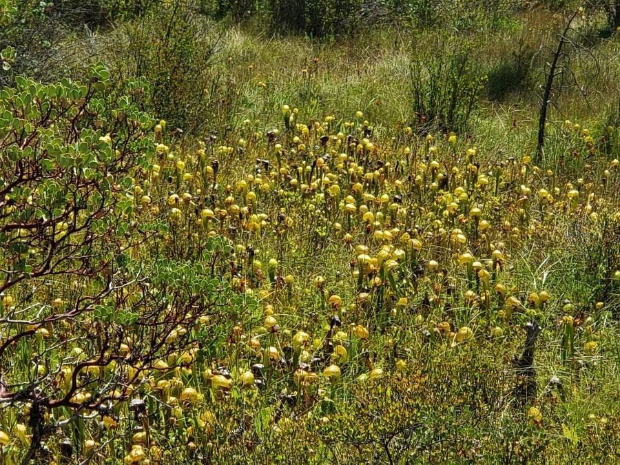 Darlingtonia californica 15