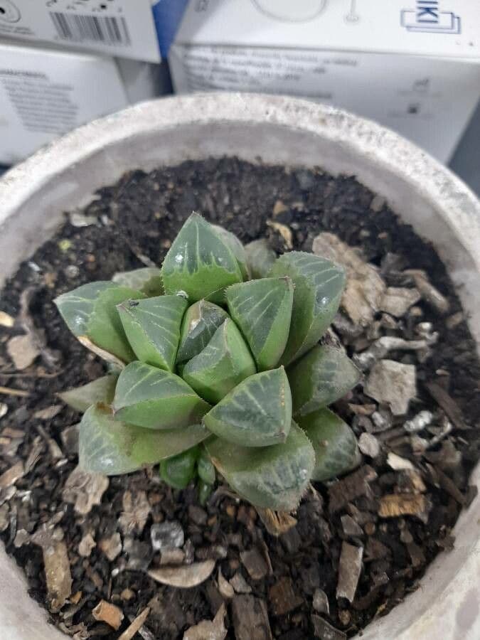 Hawortia 9