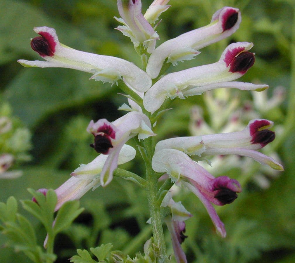Fumaria occidentale 3