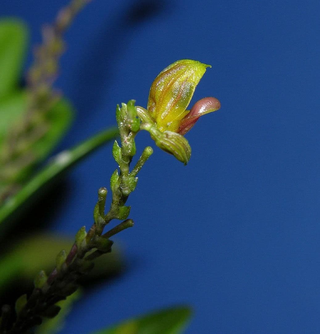 Scaphosepalum 3