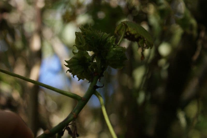 Dombeya 28