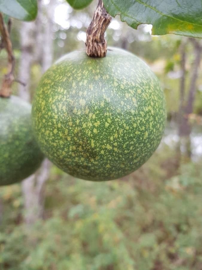 Kafferapfelsine 5