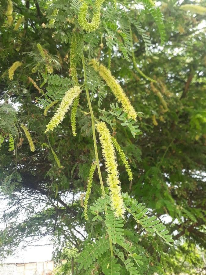 Prosopis 24