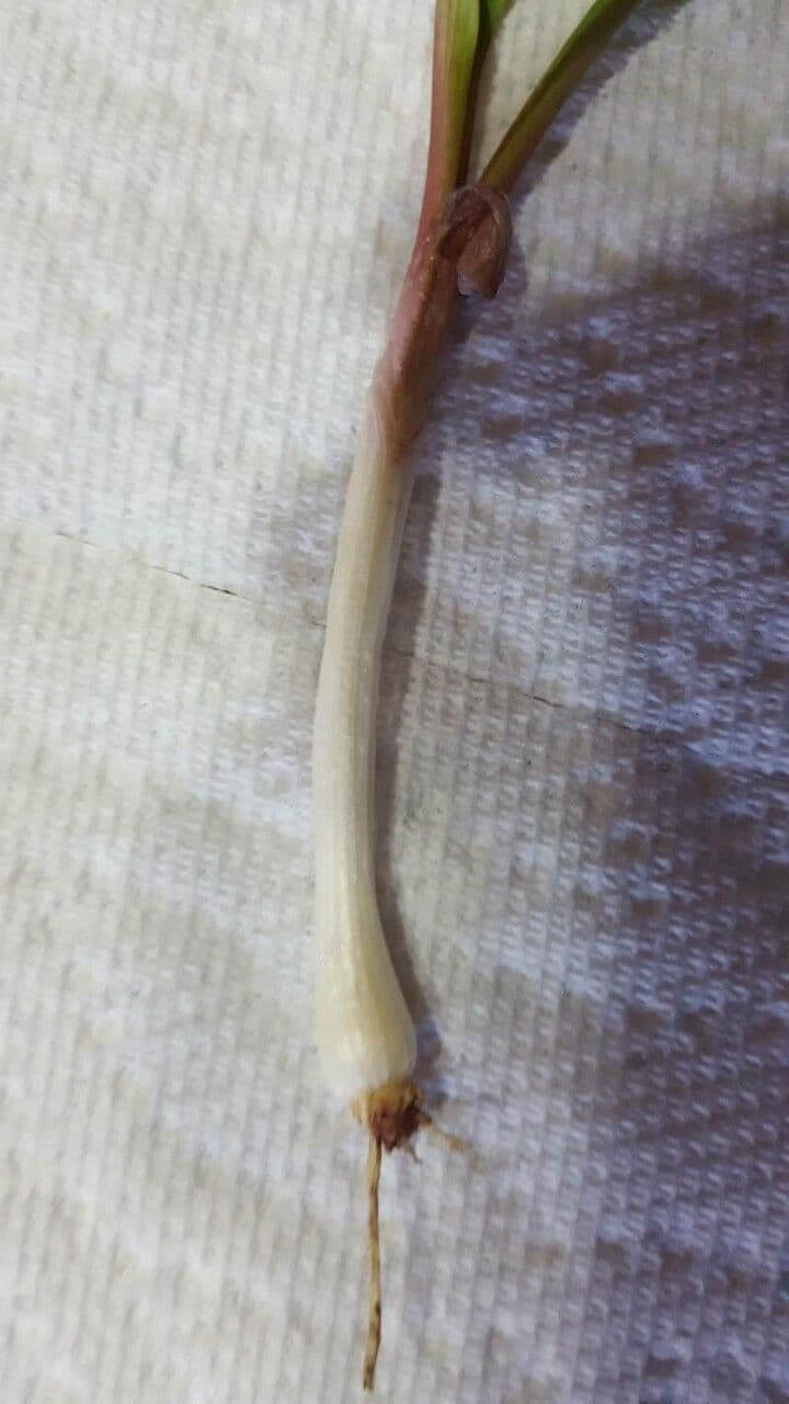 Cibule 25