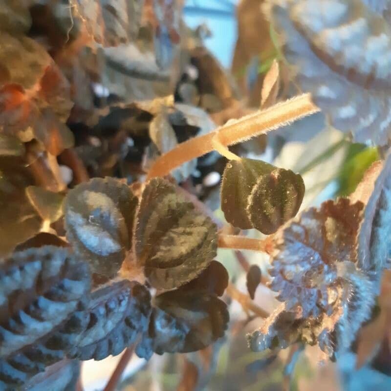 Pilea 14