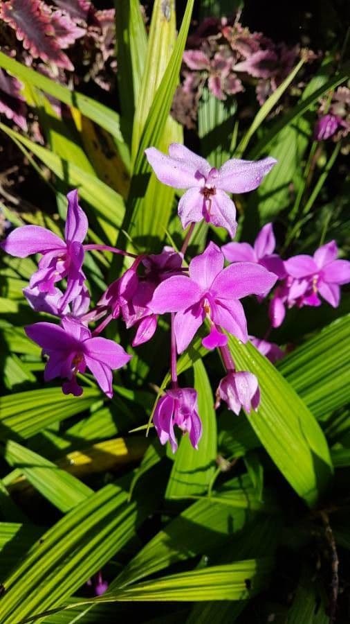 Spathoglottis plicata 10