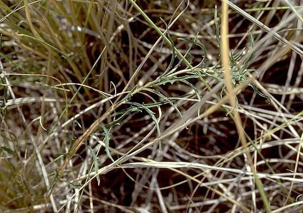 Enagra di Havard 2
