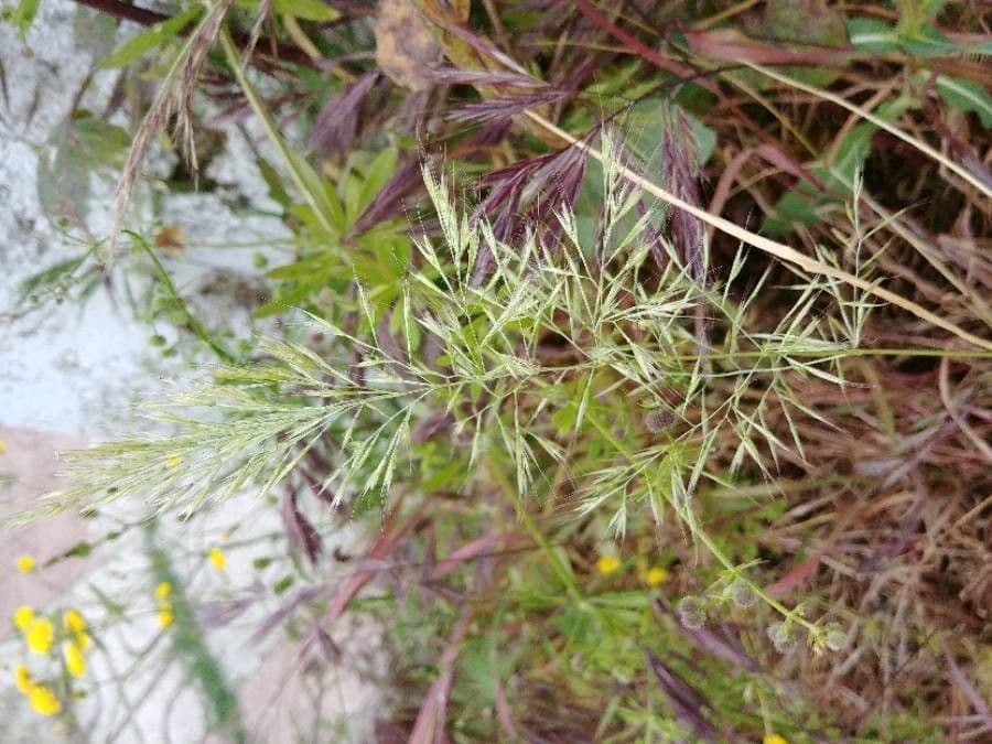 Festuca ligure 13