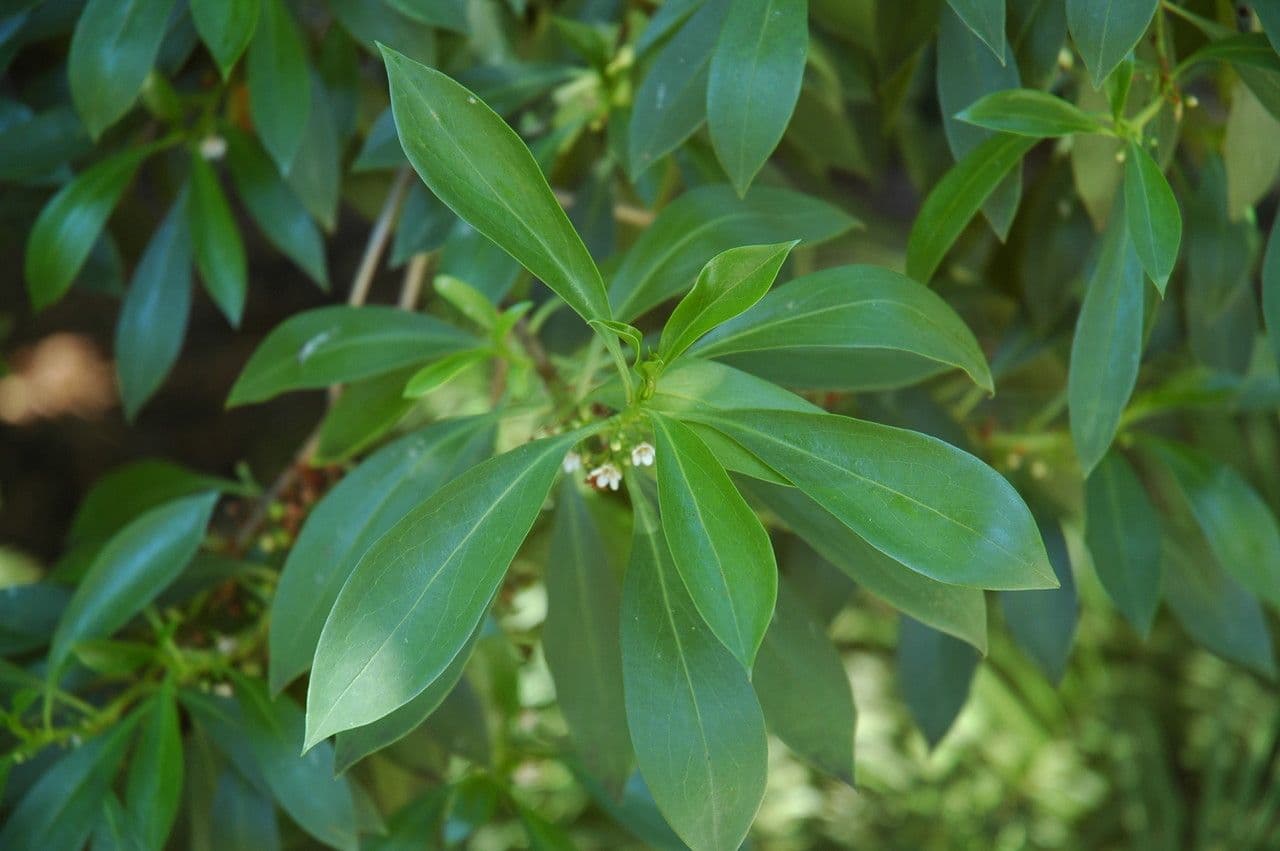 Myoporum 5