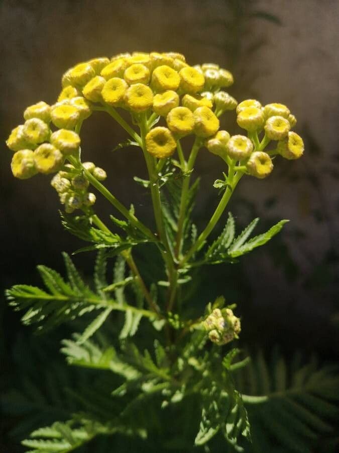 Tansèdo annuale 2