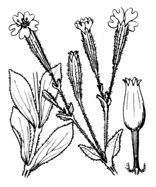 Silene requienii 3