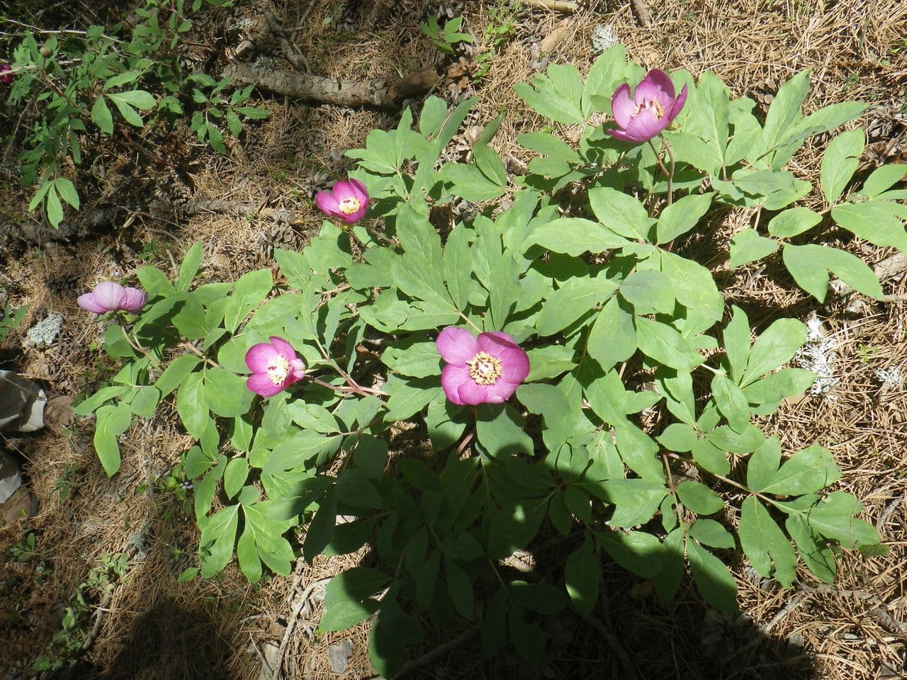 Peonia mascula 13