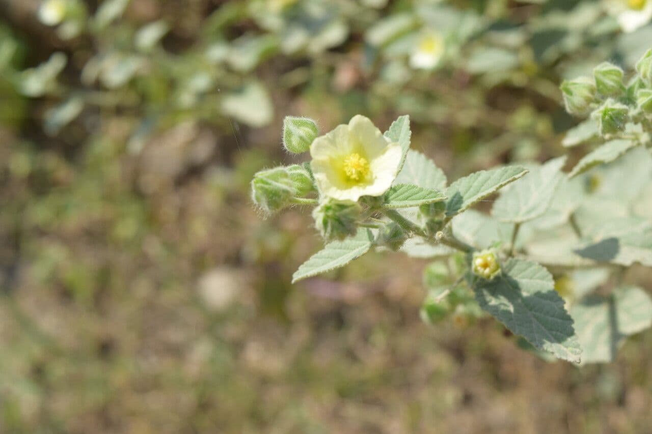 Sida cordifolia 11