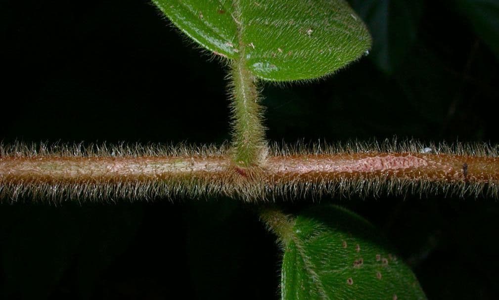 Drymonia alloplectoides 21